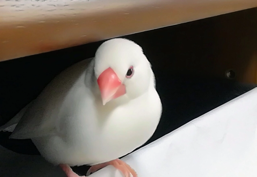 文鳥挑食