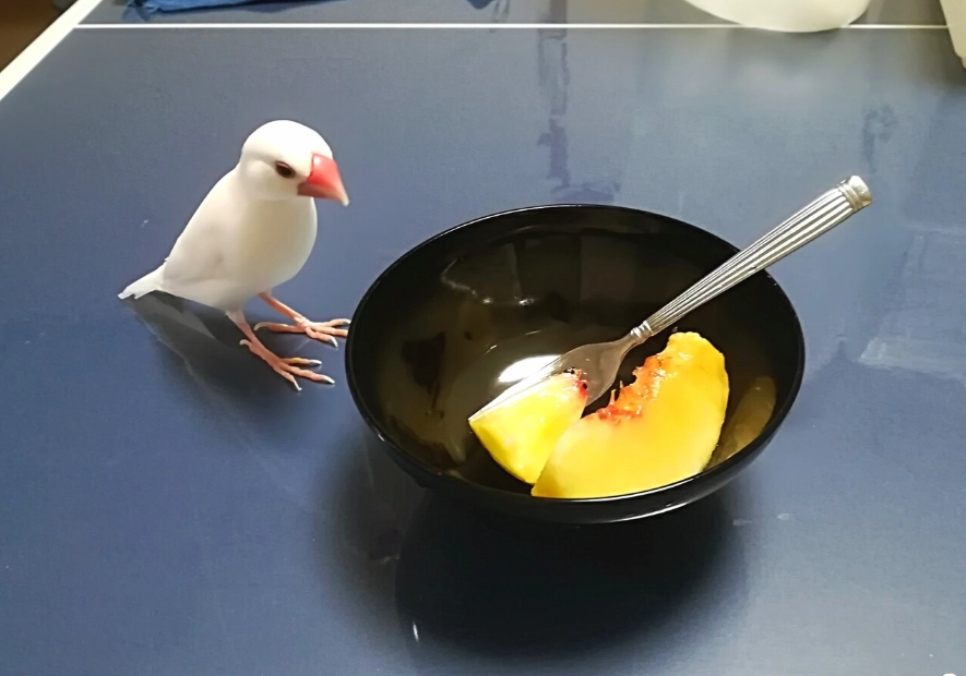 文鳥飼料推薦