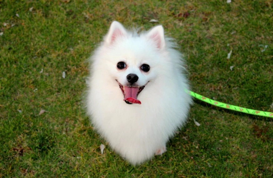 博美犬平均壽命 博美犬平均壽命