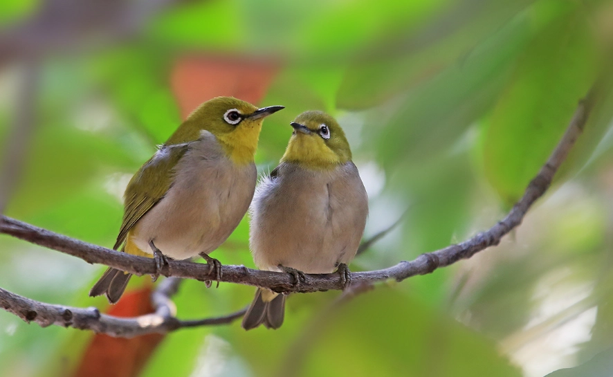 綠繡眼幼鳥餵食