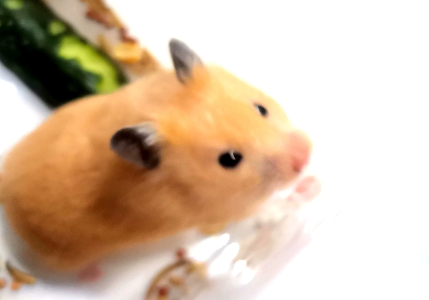 倉鼠臨終照護
