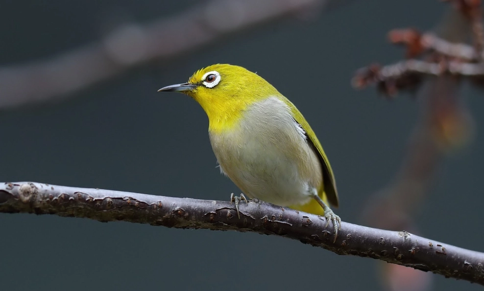綠繡眼幼鳥餵食