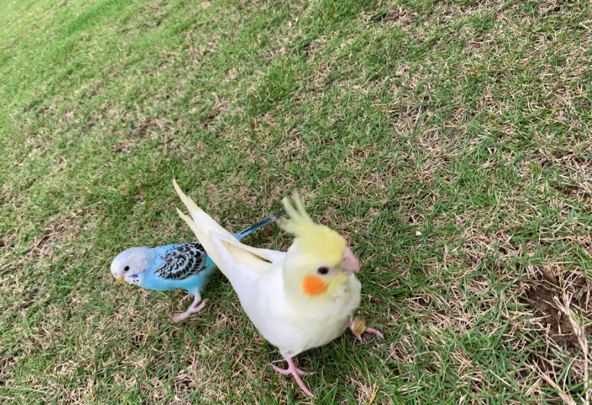 寵物鳥飼養 寵物鳥飼養