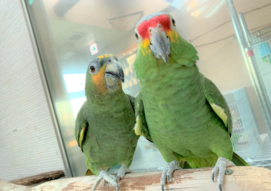 寵物鳥飼養 寵物鳥飼養