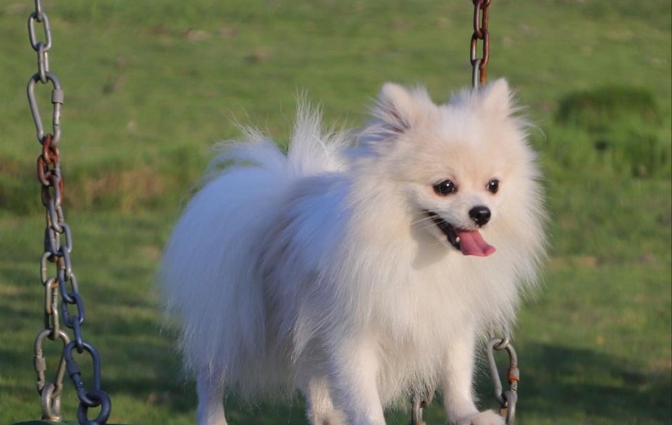 博美犬平均壽命 博美犬平均壽命
