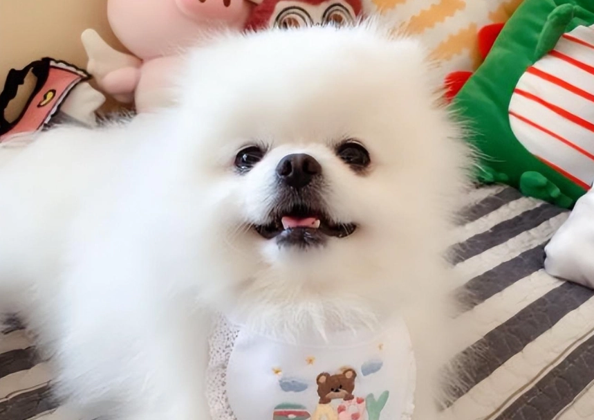 博美犬平均壽命 博美犬平均壽命