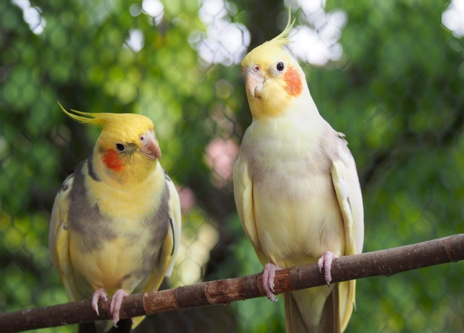 寵物鳥飼養 寵物鳥飼養