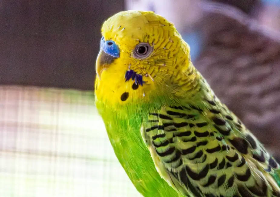 寵物鳥飼養 寵物鳥飼養