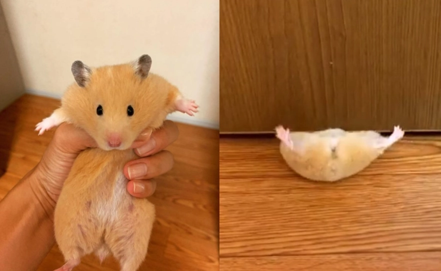倉鼠臨終照護