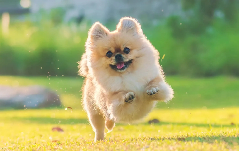 博美犬平均壽命 博美犬平均壽命