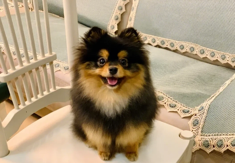 博美犬平均壽命 博美犬平均壽命