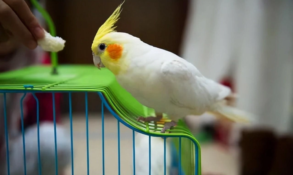 鸚鵡飼養 鸚鵡飼養