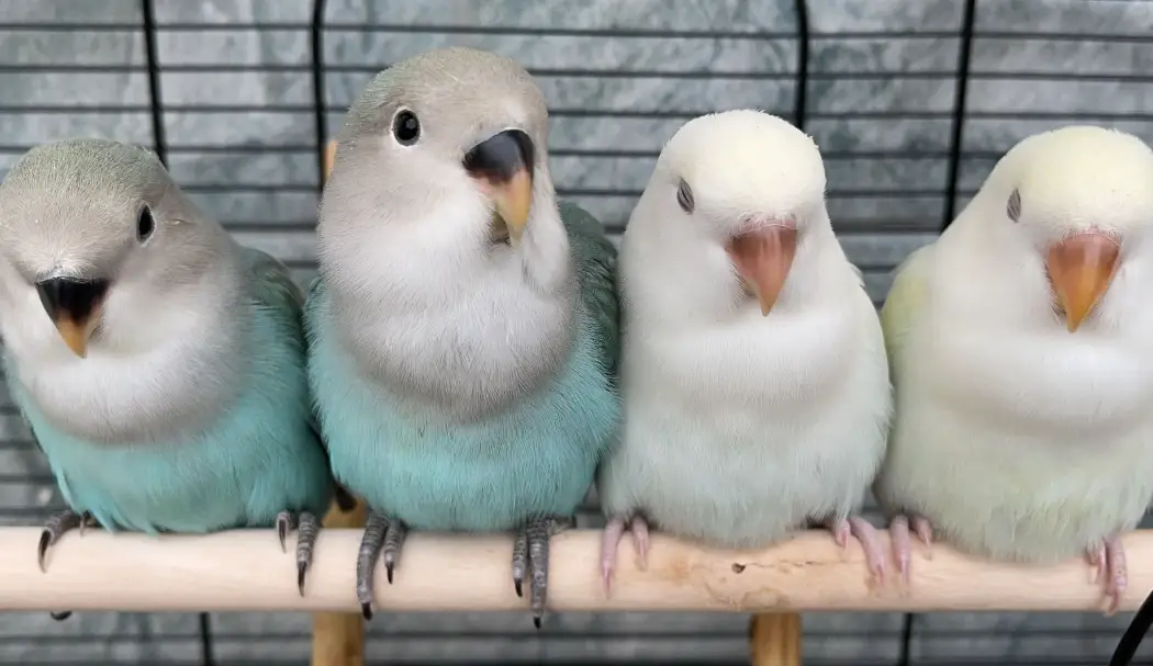 鸚鵡飼養 鸚鵡飼養