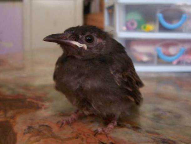 台灣鳥類幼鳥識別