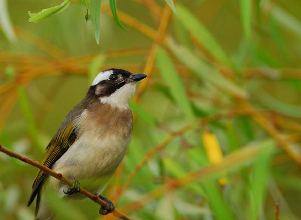 白頭翁可以養嗎