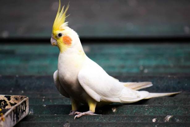 鸚鵡品種價格 鸚鵡品種價格