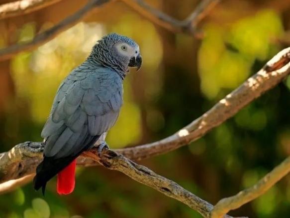 非洲灰鸚鵡飼養