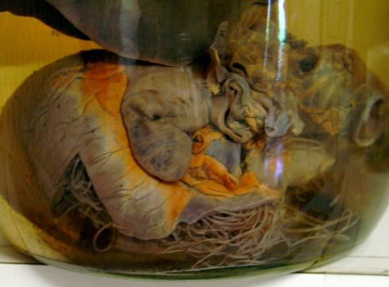 狗狗心絲蟲感染徵兆