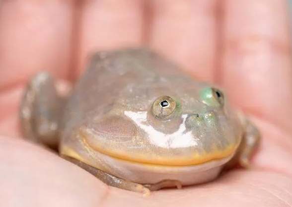 小丑蛙飼養 小丑蛙飼養