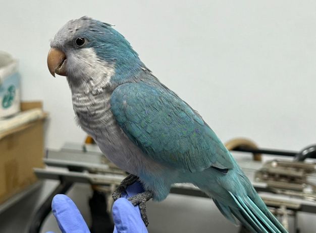 鸚鵡壽命延長 鸚鵡壽命延長