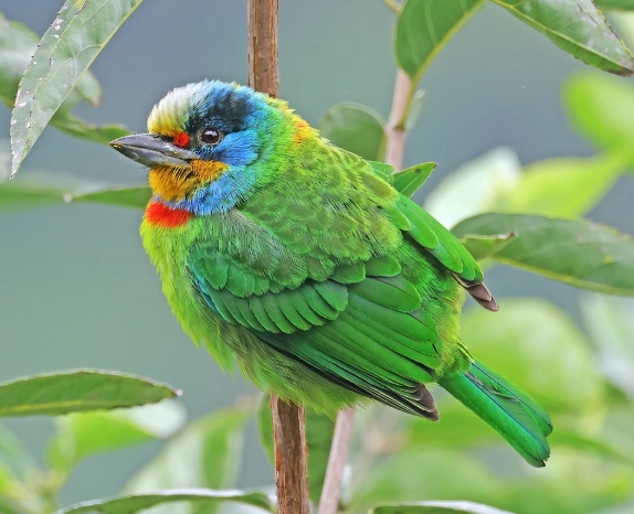 五色鳥的習性全解析：從棲息地到繁殖行為的完整指南