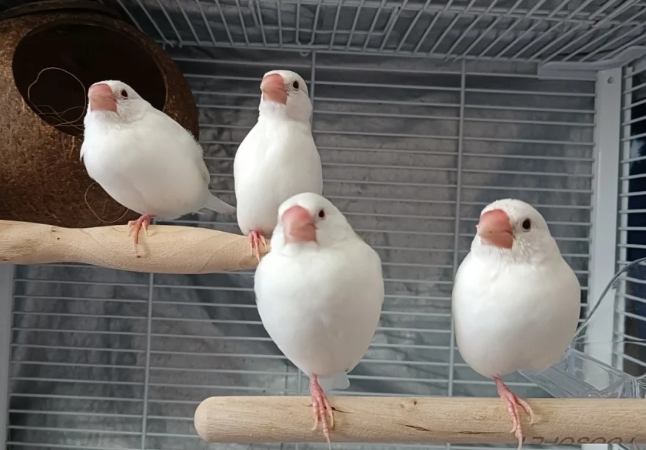 白文鳥照顧