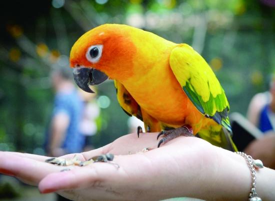 鸚鵡品種價格 鸚鵡品種價格