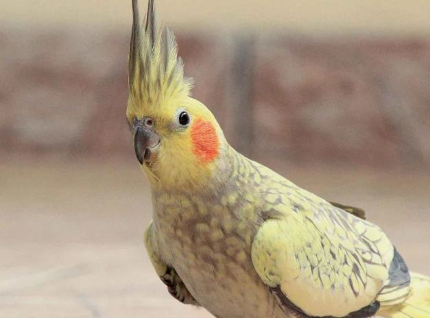 鸚鵡飼養成本 鸚鵡飼養成本