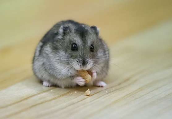 延長倉鼠壽命