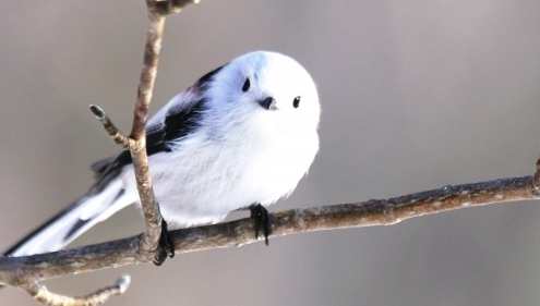 野生動物保育法