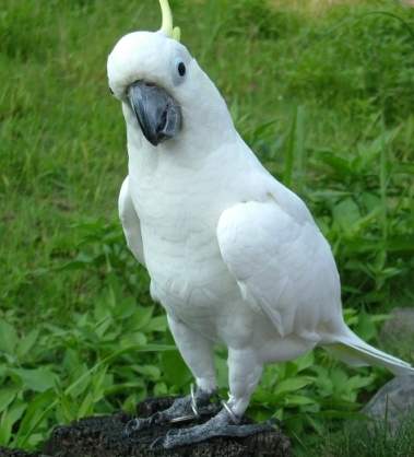 巴丹鸚鵡飼養成本