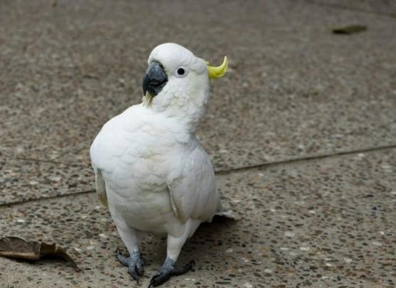 巴丹鸚鵡飼養成本