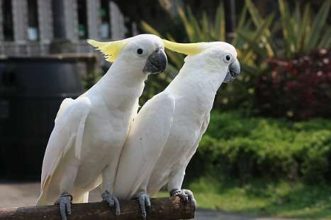 巴丹鸚鵡購買指南