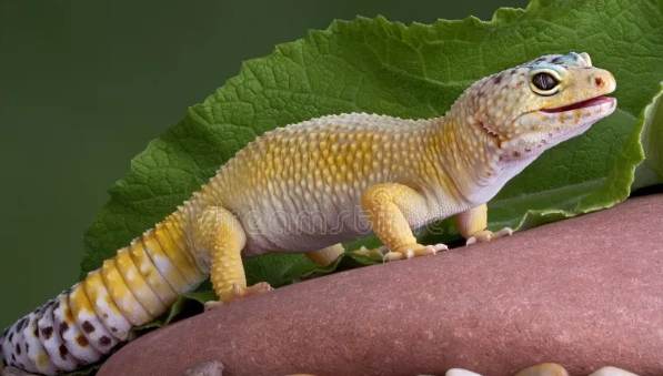 豹紋壁虎飼養