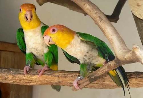 凱克鸚鵡購買指南