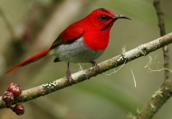 台灣太陽鳥景點