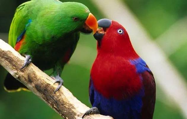 折衷鸚鵡多少錢