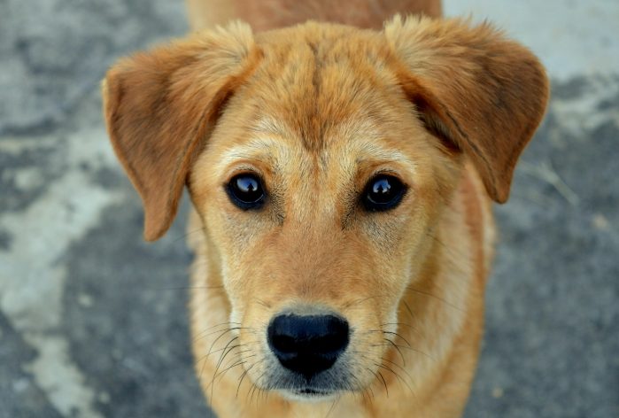 狗狗血尿治療 狗狗血尿治療