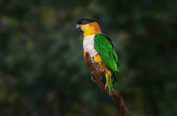 黑頭凱克鸚鵡 黑頭凱克鸚鵡