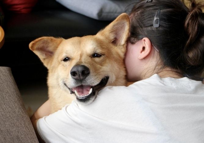 狗尿帶血原因 狗尿帶血原因