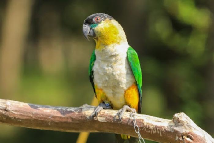 黑頭凱克價格 黑頭凱克價格