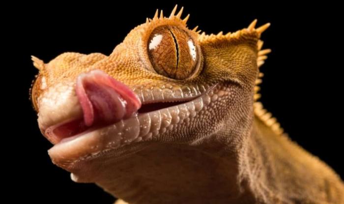 壁虎益處與缺點