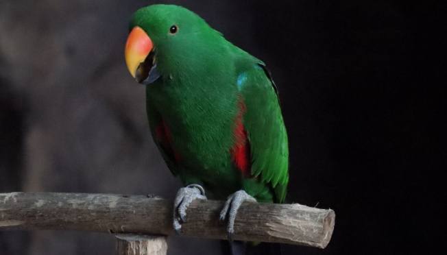 折衷鸚鵡飼養成本