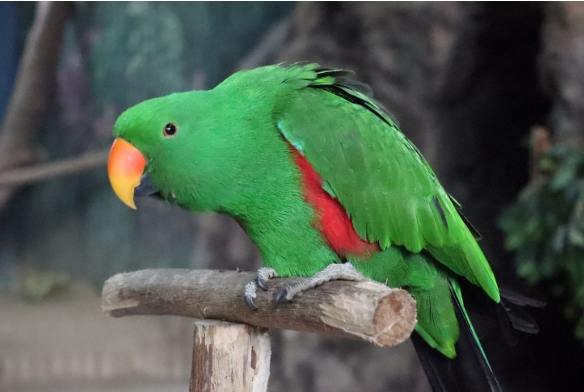 折衷鸚鵡多少錢