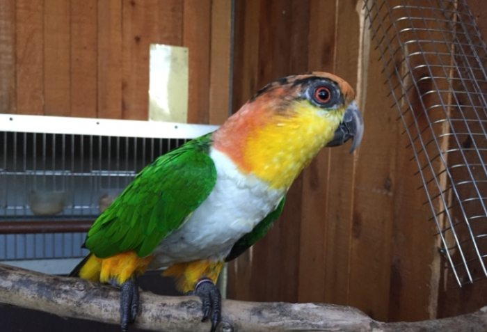 黑頭凱克飼養 黑頭凱克飼養