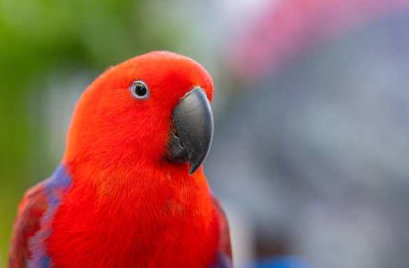 折衷鸚鵡飼養成本