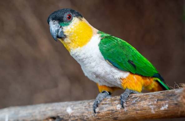 黑頭凱克價格 黑頭凱克價格