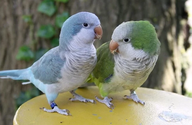 和尚鸚鵡會說話嗎