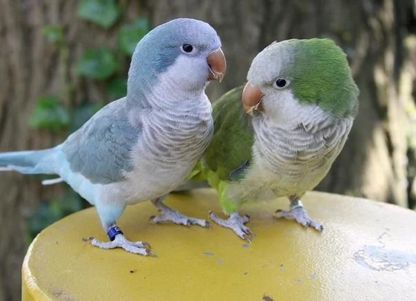 和尚鸚鵡飼養 和尚鸚鵡飼養