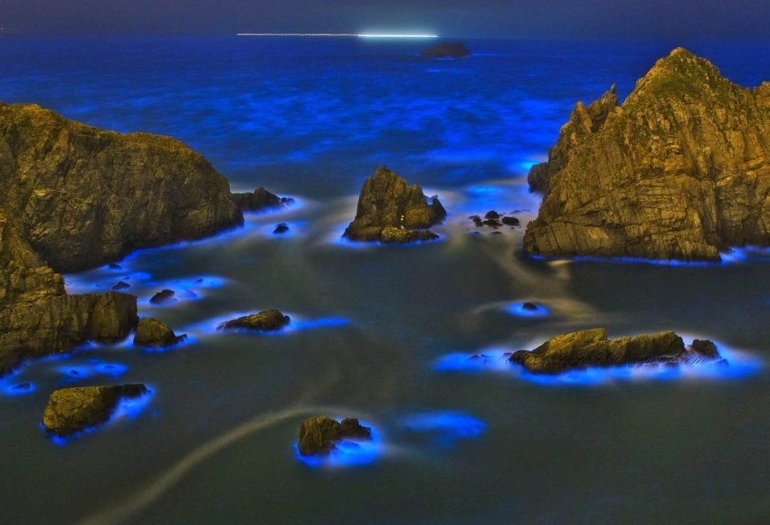 藍眼淚觀賞季節